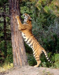 Тигр поднимает лапы